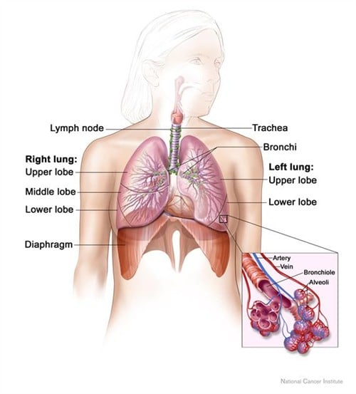Anatomy of the respiratory system, showing the trachea and both lungs and their lobes and airways. Lymph nodes and the diaphragm are also shown. Oxygen is inhaled into the lungs and passes through the thin membranes of the alveoli and into the bloodstream.