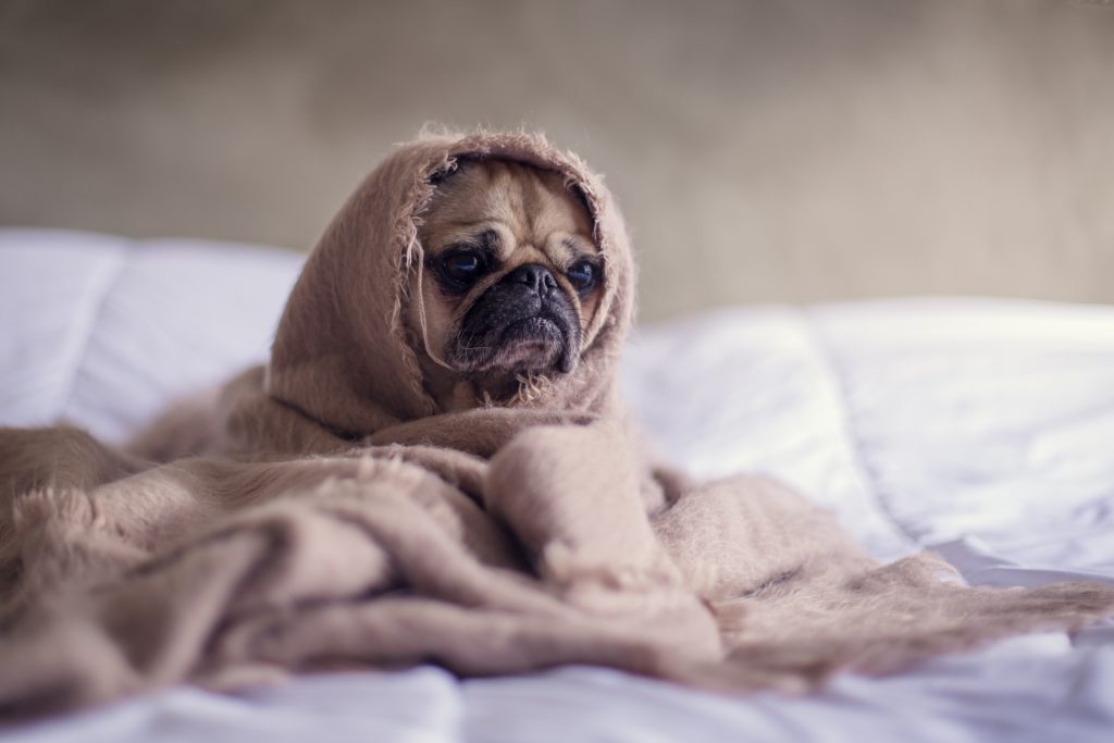 A pug under blankets in a bed.
