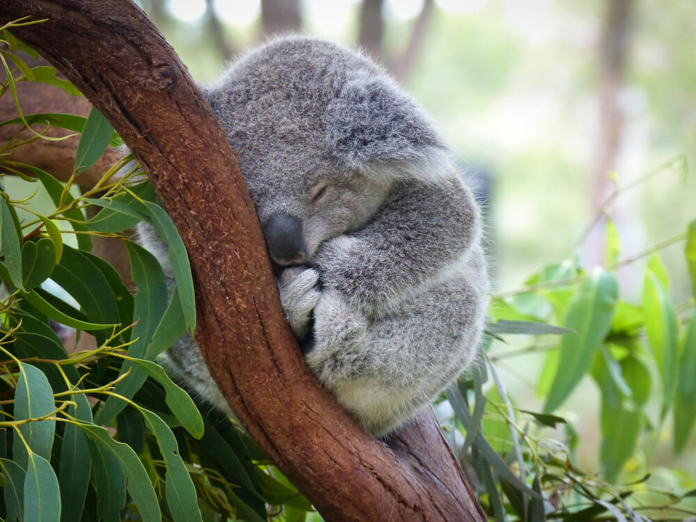 Cute Sleeping Baby Koala Bear in Queensland Australia sitting in Eucalyptus Tree. Adorable Sleepy Koala., eucalyptus bed sheets concept.