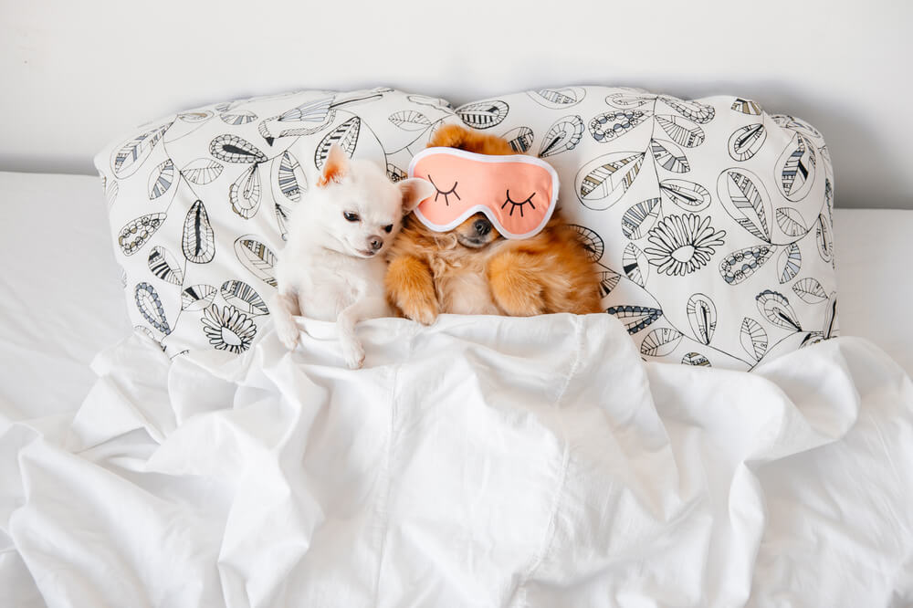 Cute, funny red pomeranian female puppy lying on back in sleeping mask together with chihuahua male on pillows on sofa covered by blanket. Good night. Lovely couple. Dogs resting. Pets. Love. Animals.