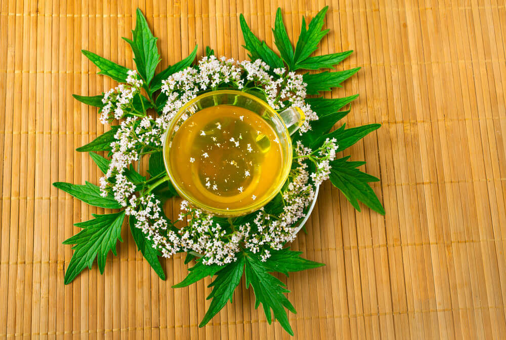 Valerian herb flower sprigs with a cup of calming valerian tea on a bamboo background. Top view.