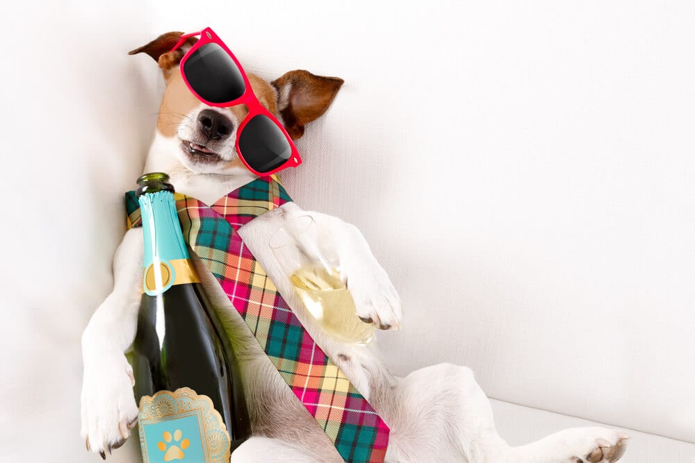 drunk jack russell terrier dog resting or sleeping hangover with headache, with bottle and glass , wearing sunglasses and tie