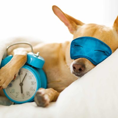 Chihuahua,Dog,In,Bed,Resting,Or,Sleeping,,,With,Alarm